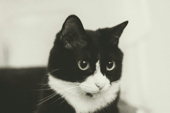 猫咪反胃但不吐