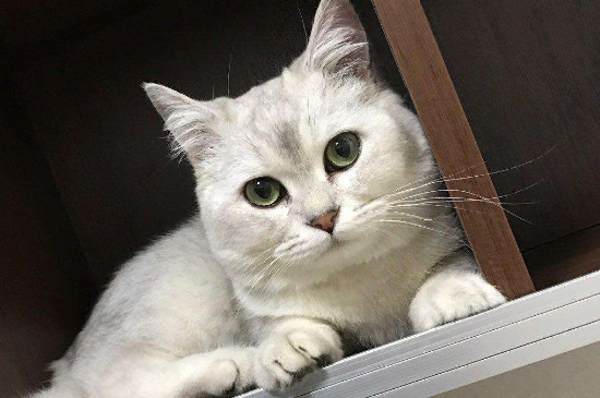 200元能买到什么猫，200元左右的猫有哪些
