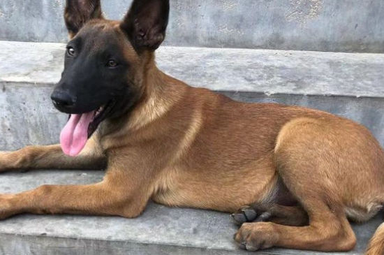 马犬几个月开始咬生人