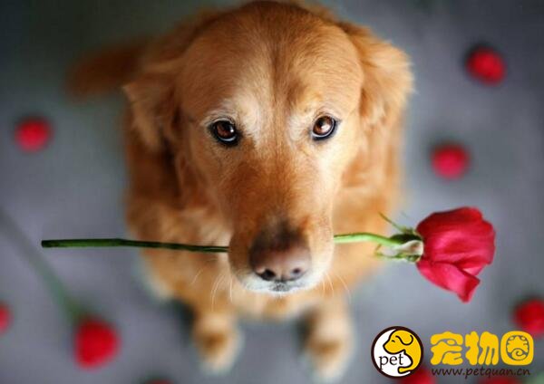 金毛犬的训练方法，金毛很聪明训练起来很快