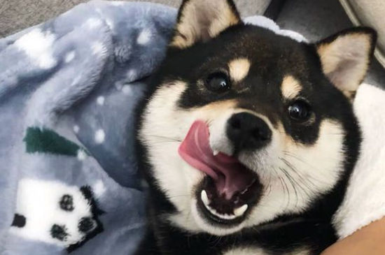 狗狗呼哧呼哧的像哮喘
