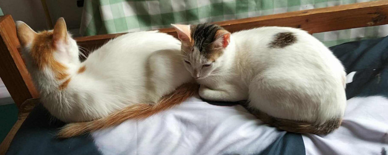 为什么土猫不用打疫苗