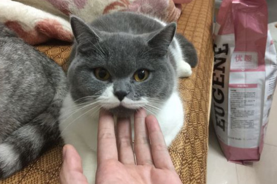 刚刚开始养猫就后悔了，养猫久了容易得四种“病”