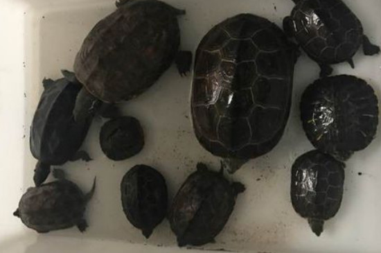 乌龟椰土冬眠死亡率