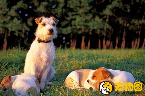 梗犬是什么类型的犬种，极少掉毛没有体味还忠诚(但长得丑)