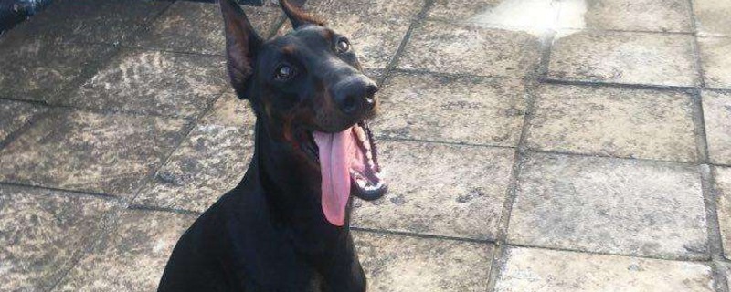 杜宾犬适合家养吗