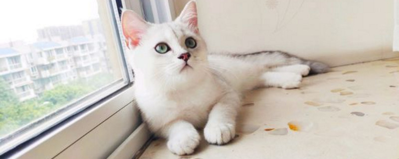 猫吃蟑螂会不会生病