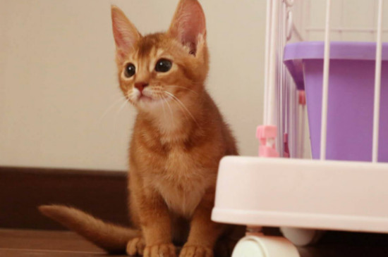 猫性格很好的表现