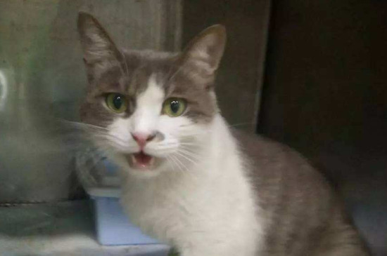 猫腹水会传染其他猫吗