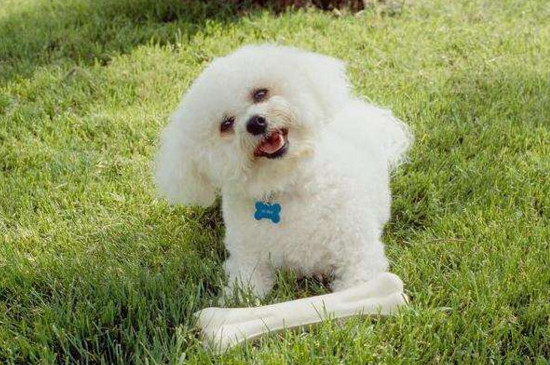 养比熊犬的禁忌