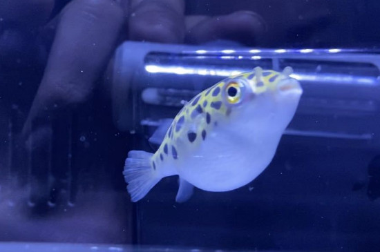 潜水艇鱼能长多大