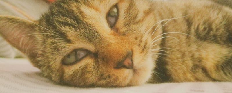 狸花猫粘人吗