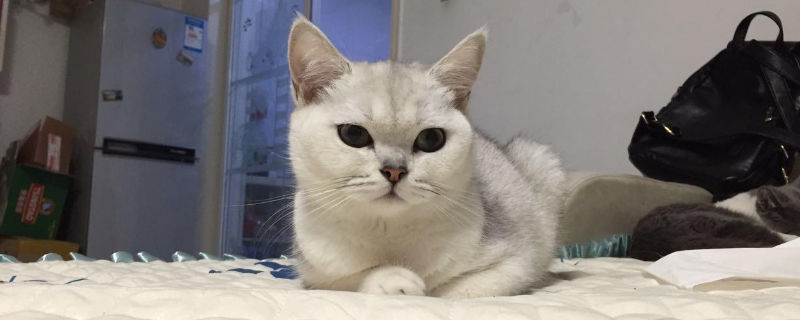 猫粮开封四个月会坏吗