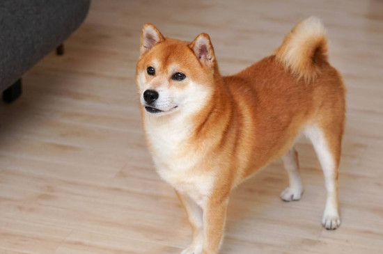 狗肚子上有个包怎么回事
