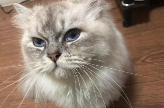 猫咪做完绝育后舔伤口