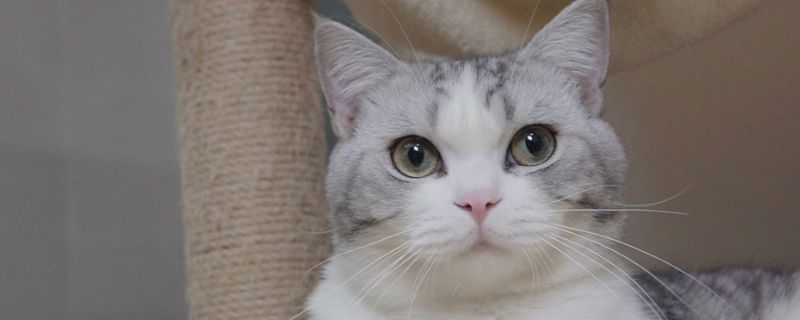 猫喉咙卡东西症状