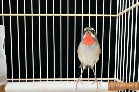 怎么训练靛颏鸟不怕人