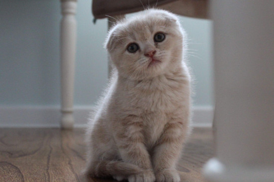 两个月的猫软便怎么办