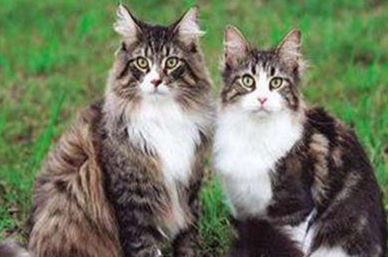 缅因猫会乱叫吗