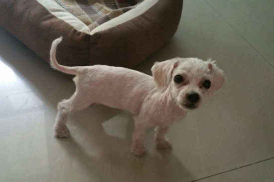狗狗掉毛怎么办
