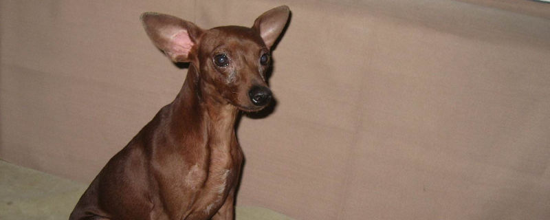 小鹿犬到底有多聪明