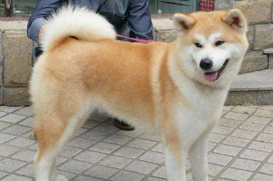 狗狗吐了成型的大便