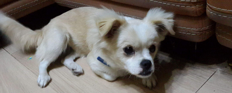 五块钱能买什么狗