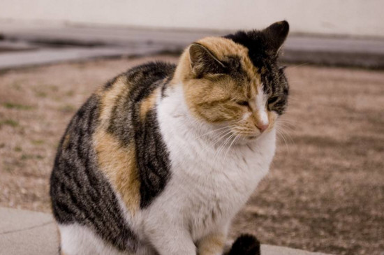 猫咪知错的表现