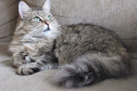 缅因猫智商相当于人类几岁
