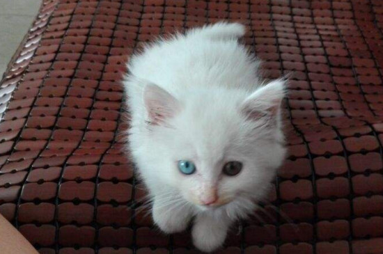 狮子猫为什么那么粘人
