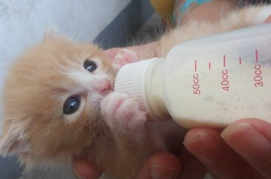 未满月的小猫怎么喂养
