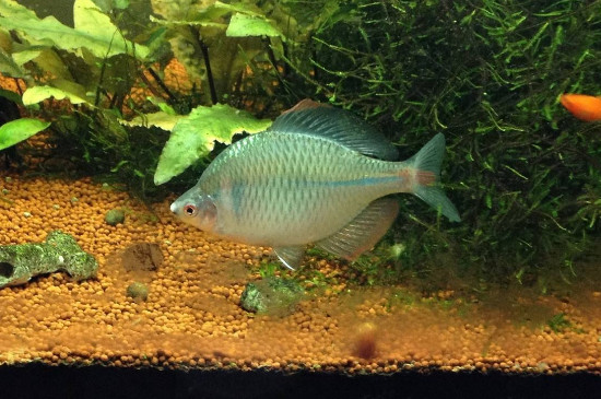 鳑鲏可以与哪些鱼混养