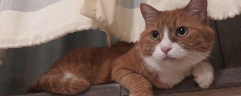 被猫抓了不打针会怎样