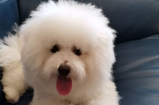 比熊能吃红薯吗