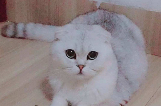 养猫要准备什么