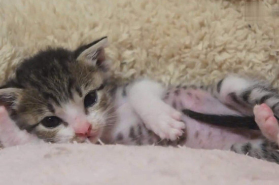 小奶猫吃什么
