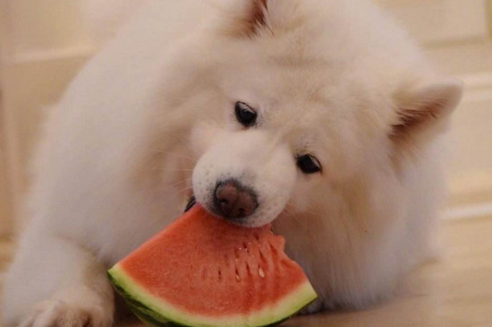 萨摩耶夏天热了怎么办
