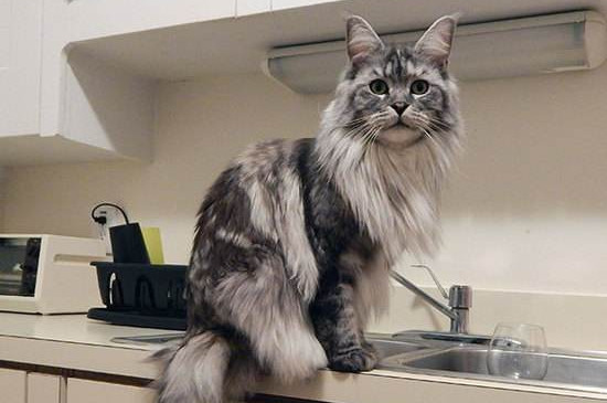黑斑猫是什么品种
