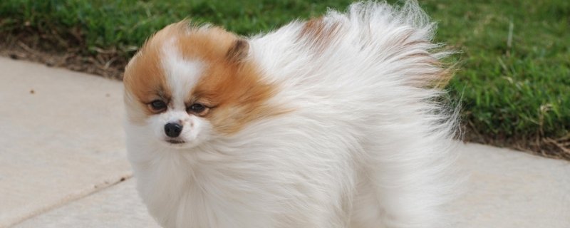 狂犬疫苗每年都要打吗，狗几年打一次狂犬疫苗