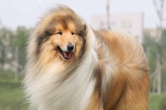 适合家养的大型犬排名