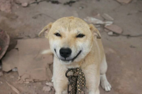 土狗为什么被禁养，三个原因导致中华田园犬不能养