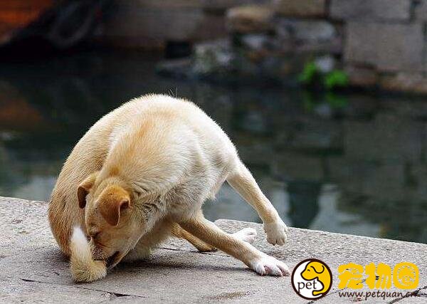 狗狗为什么喜欢咬自己尾巴，有可能是强迫症犯了