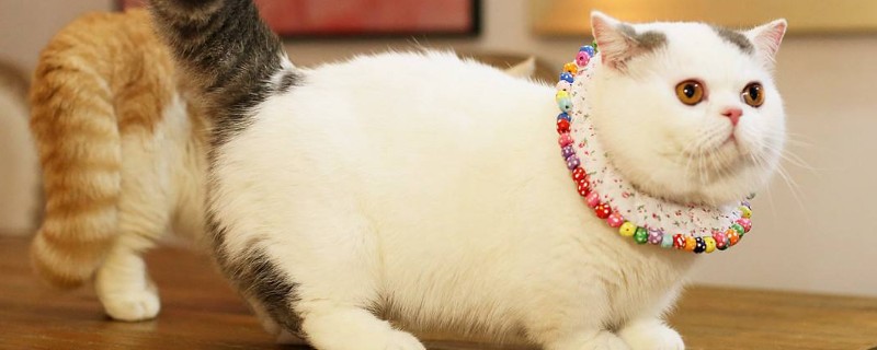 为什么公猫比母猫好看