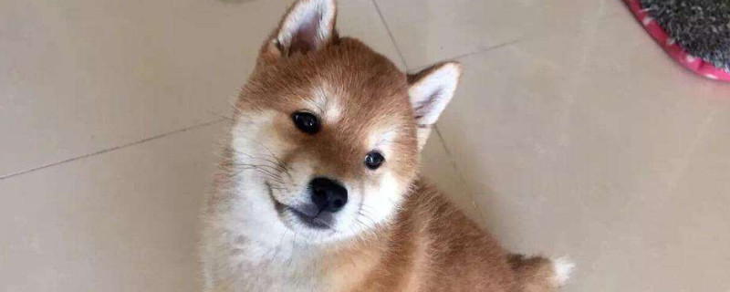 狗狗咳嗽吃什么药