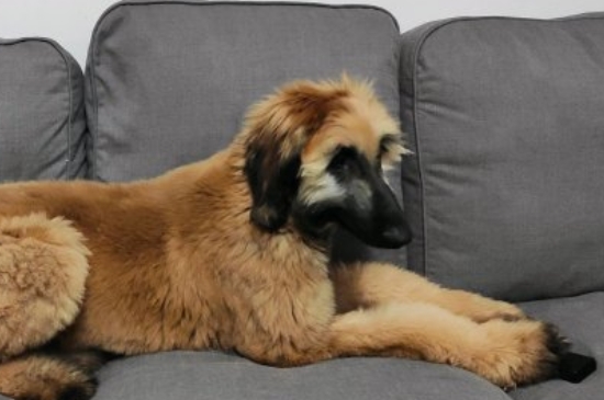 阿富汗猎犬多少钱一只幼崽，纯种阿富汗猎犬价格表