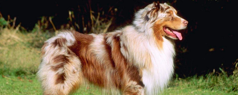 牧羊犬会咬人吗