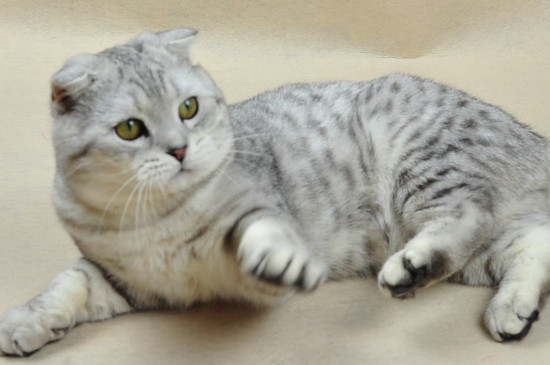 猫吃盐怎么补救