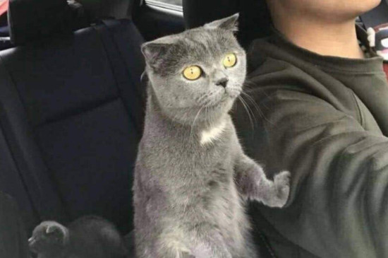 开车带猫咪长途注意事项