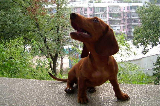 腊肠犬为什么不好养