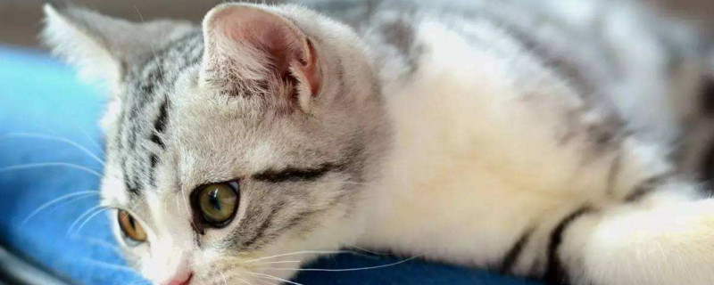 猫咪打针时间